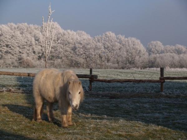 Schneeflocke im Winter